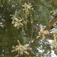 Chloroxylon swietenia DC.